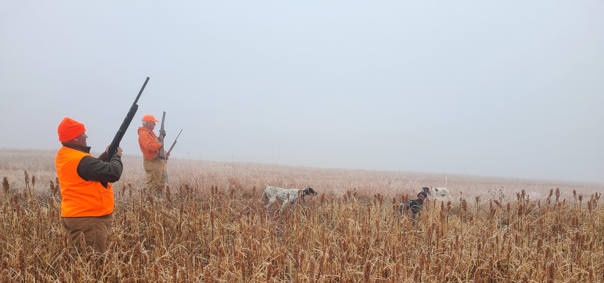 Guided Pheasant Hunts in Kansas Guided Pheasant Hunts in Kansas