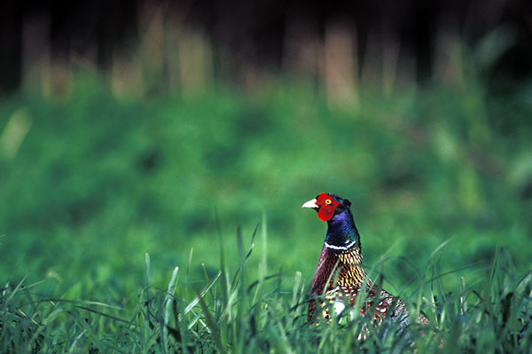 Our Local Habitat Project