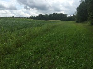 Habitat - Food Plots