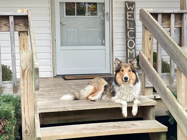 Welcome to the world of the Old Time Scotch Collie