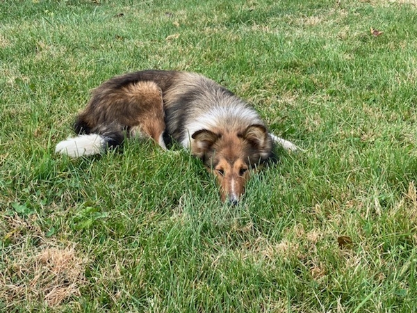 What's the difference between a Border Collie and a Scotch Collie?