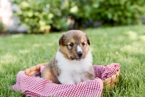 Duke