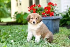 Duke