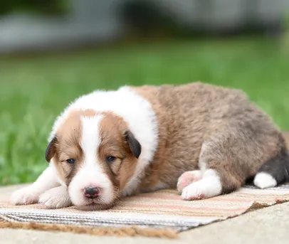 Scotch Collie Puppies for Sale