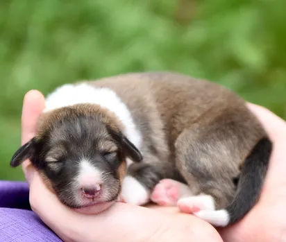 Scotch Collie Puppies