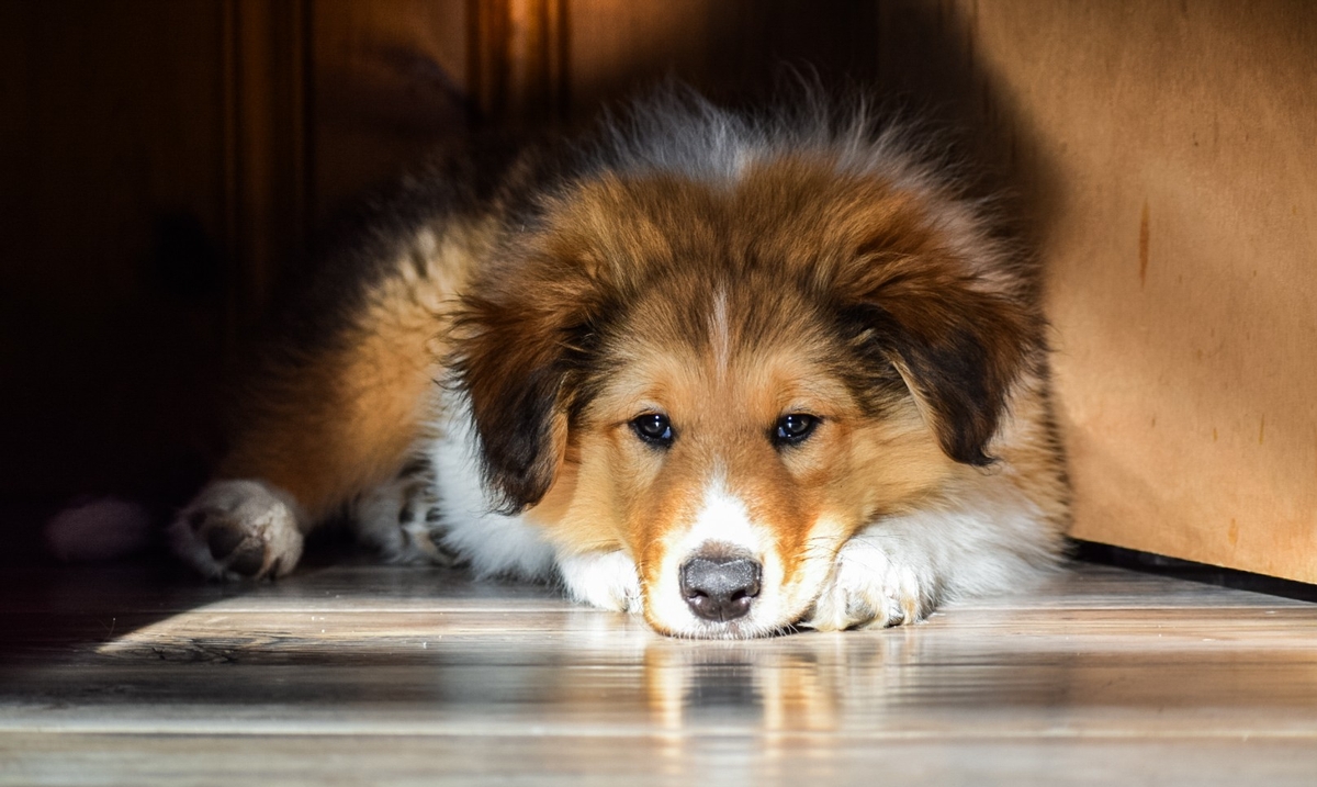 Looking for a collie Looking for a collie