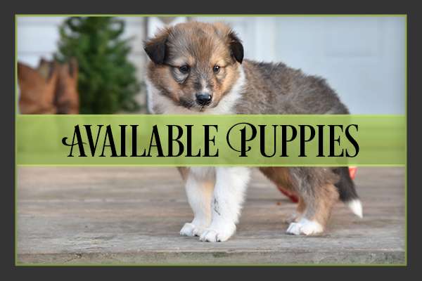 Available Puppies