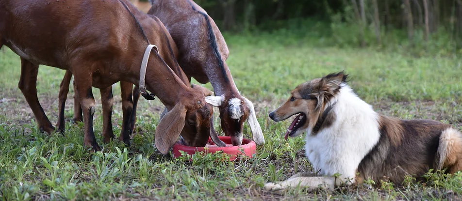 Scotch Collie in Indiana