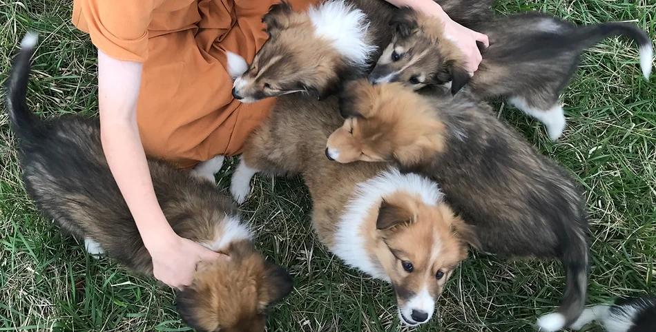 Indiana Scotch Collie Puppies