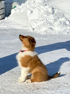 Tillie in Alaska