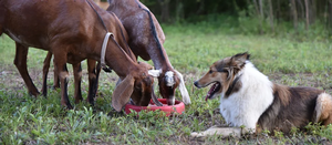 goats-and-collies1.png