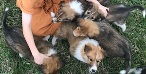 scottish-collie-puppies1.png