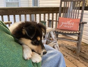 Scotch Collie Puppies