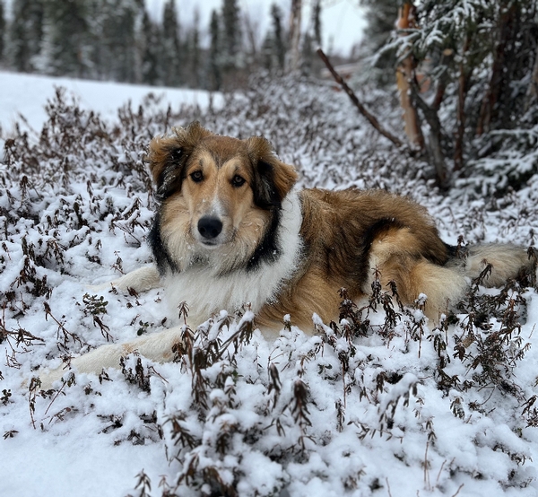 Murphy's Family, Alaska