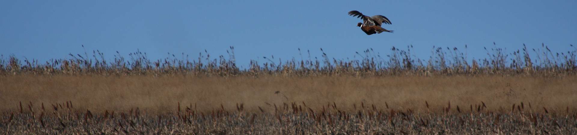 Pheasant Facts