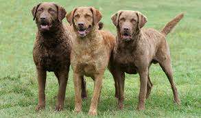 Chesapeake Bay Retriever