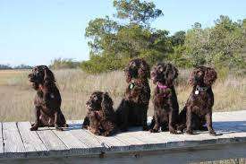 Boykin Spaniel