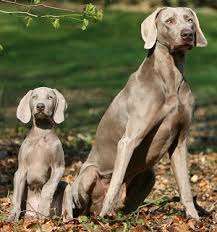 Weimaraner