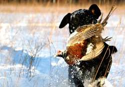 Pheasants Forever Bird Dogs