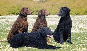 Curly-Coated Retriever