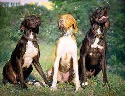 English Pointer