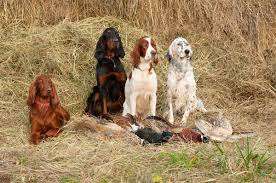 English Setter