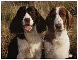 English Springer Spaniel