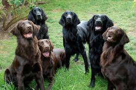 Flat-Coated Retriever