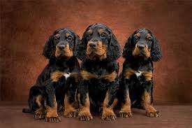 Gordon Setter