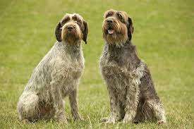 Wirehaired Pointing Griffon