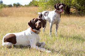 German Shorthaired Pointer