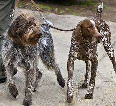 German Wirehaired Pointer