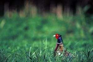 About The Pheasant