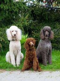 Poodle (Standard)