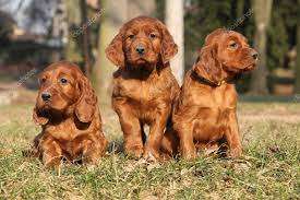 Red Setter