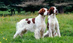 Irish Red & White Setter