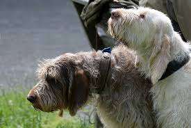 Italian Spinone