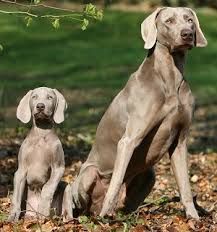 Weimaraner.61141756_std.jpg