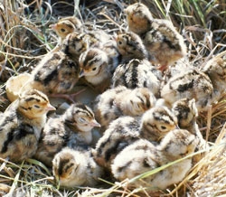 pheasantchicks.22153749_std.jpg