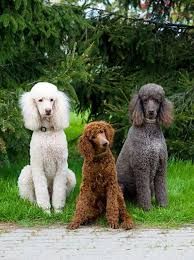 poodle.61140557_std.jpg