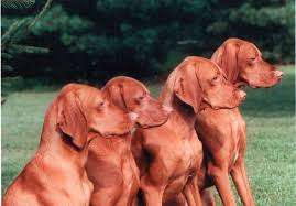 Vizsla