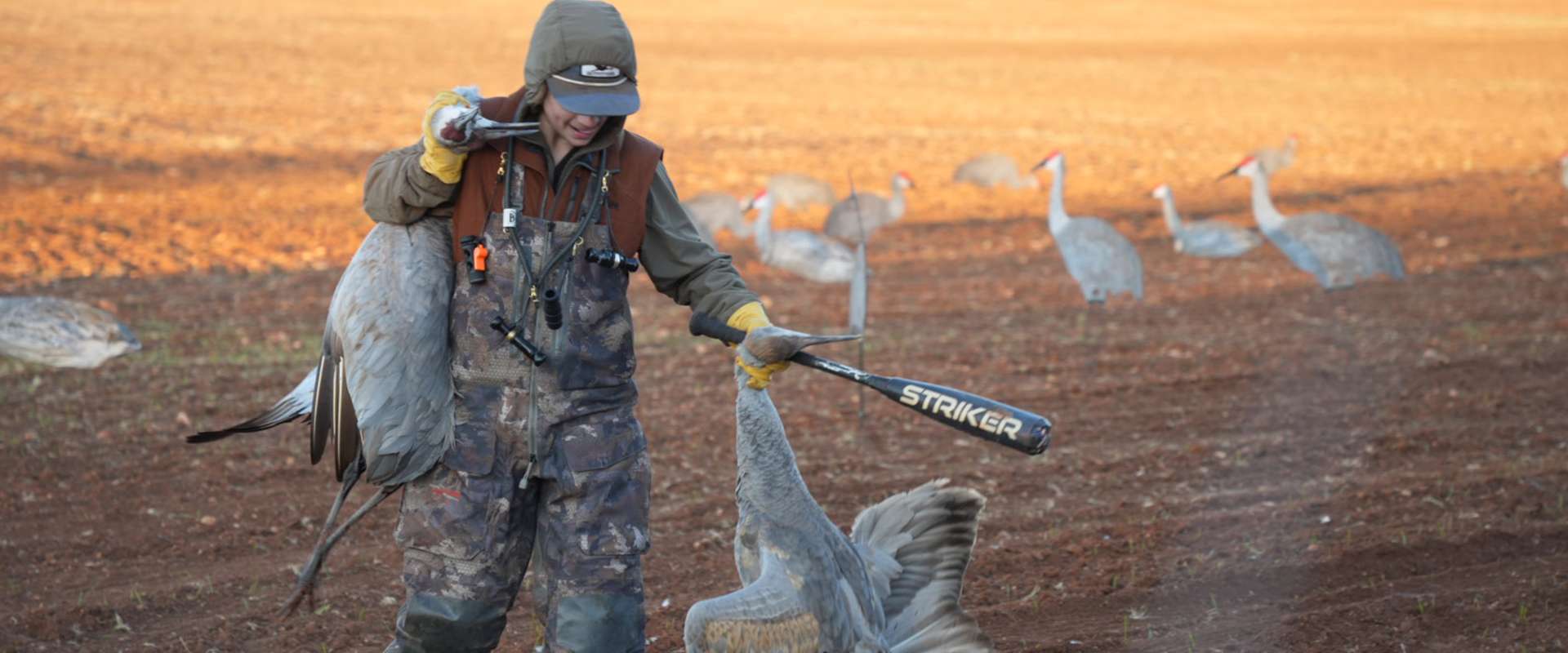 Sandhill Crane Hunts