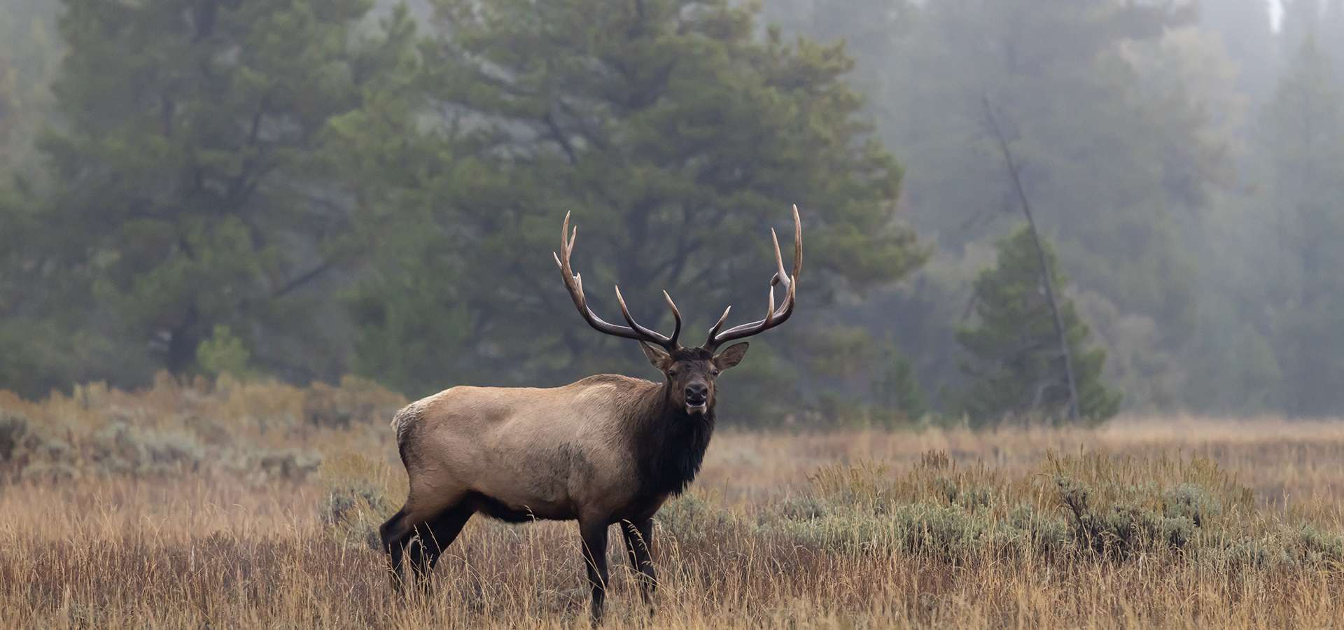 Elk Hunts