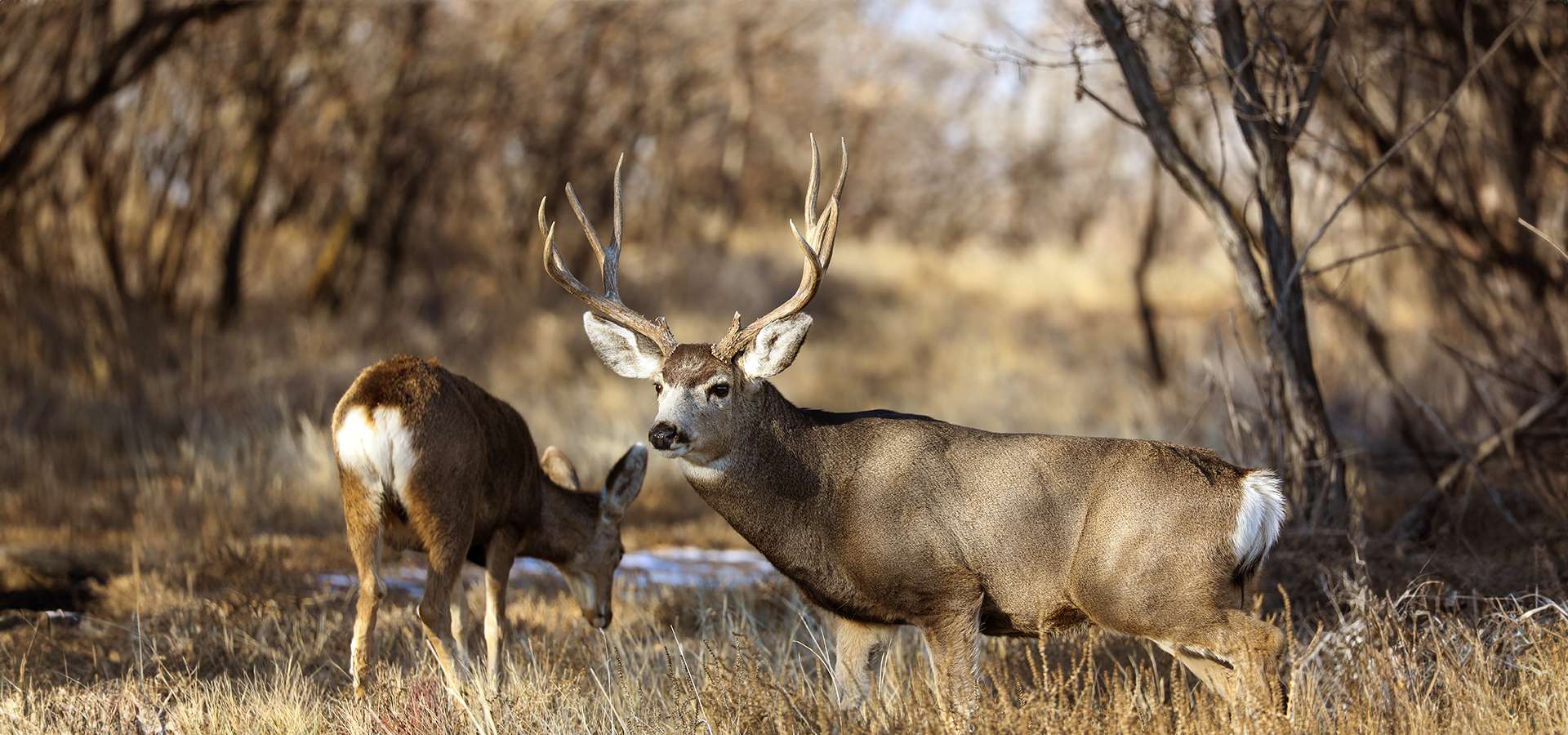 Mule Deer Hunts