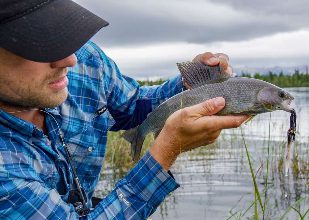 Arctic Grayling