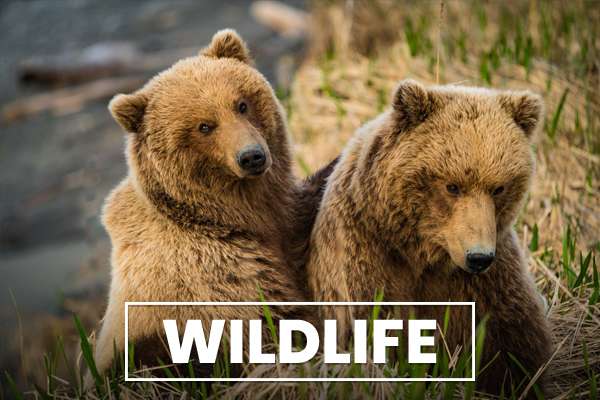 Hunt the Wildlife with Bushwhack Alaska