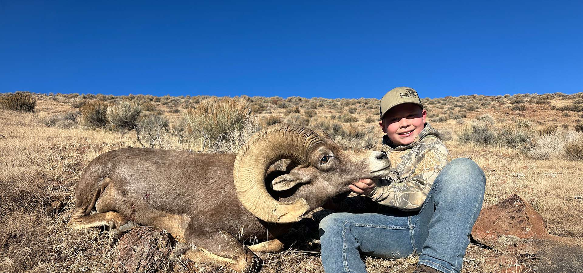 Bighorn Sheep