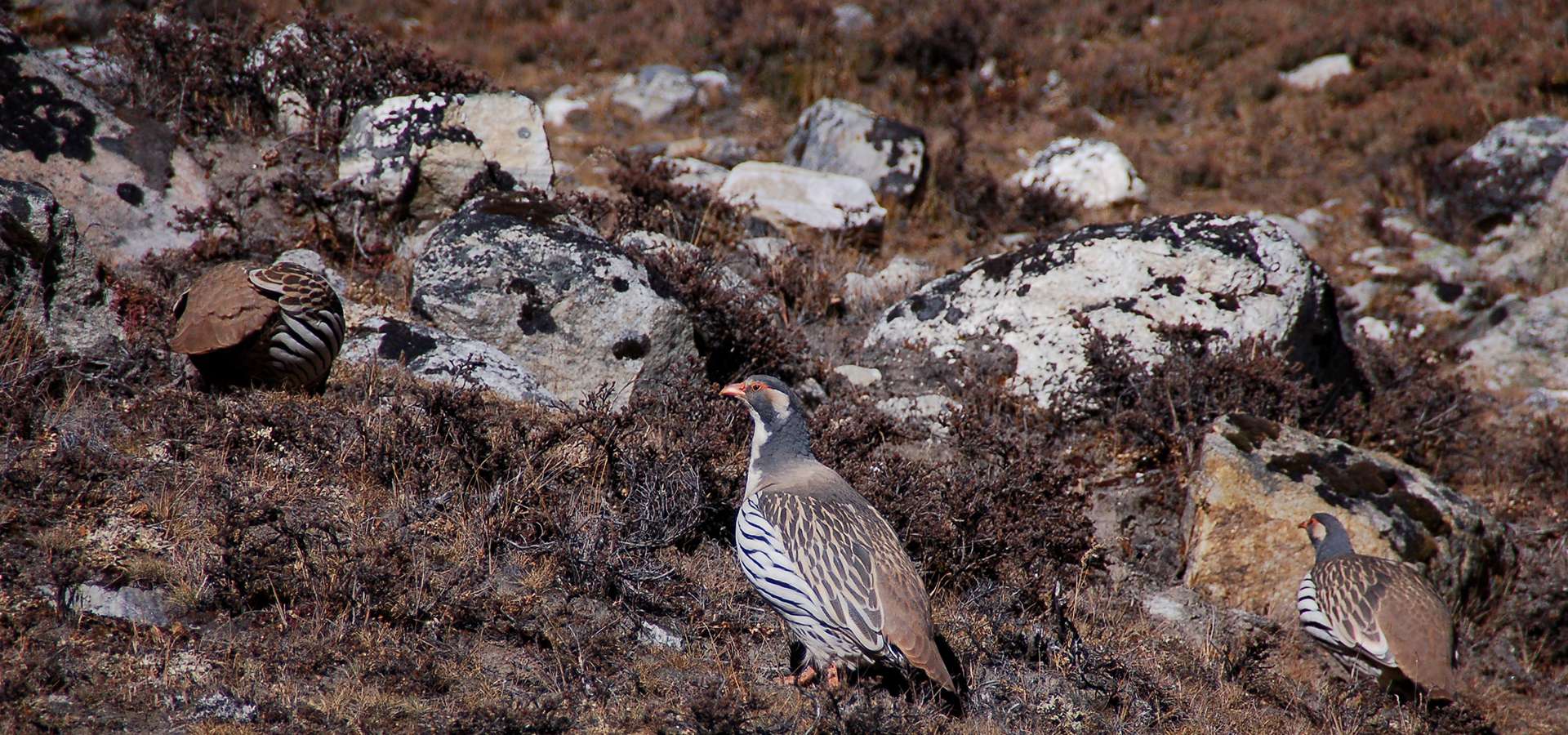 Himalayan Snowcock