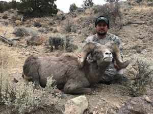 Bighorn Sheep