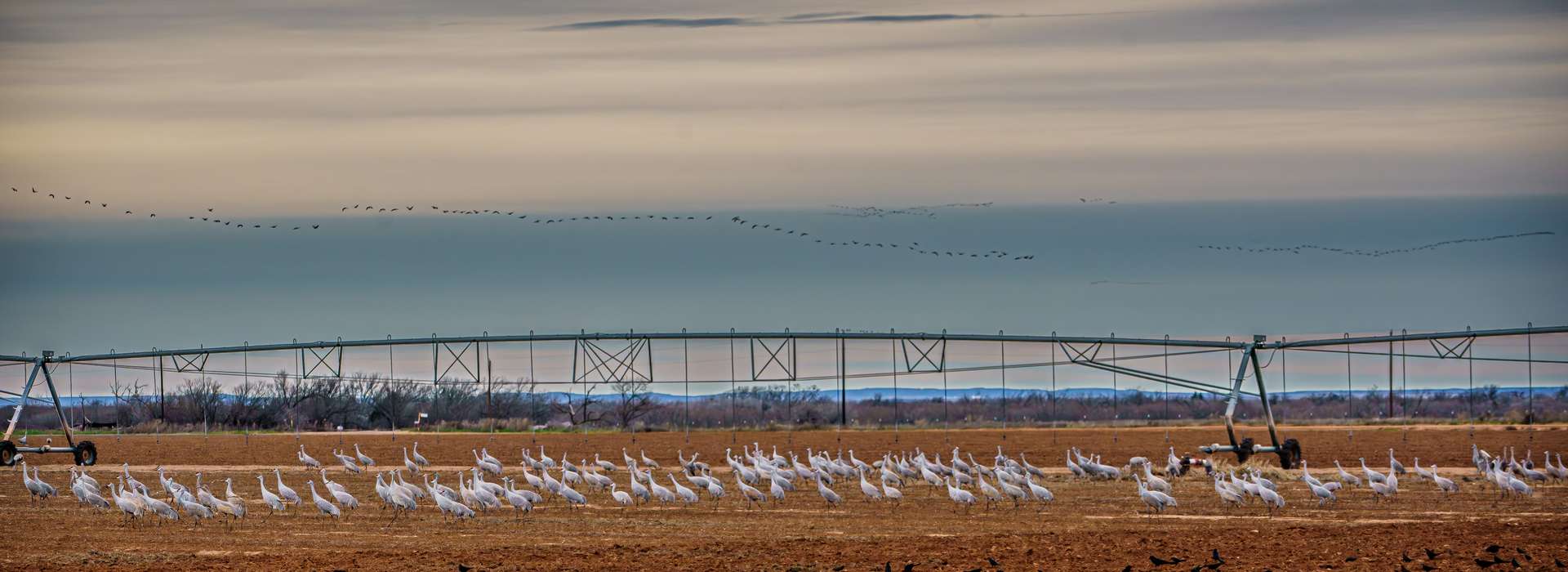 Sandhill Crane Hunts Texas